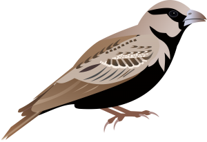 Sparrow PNG-20147